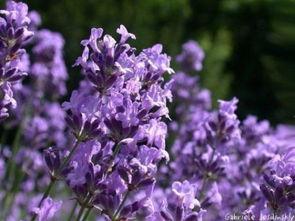 薰衣草在线观看,在线观看之旅  第2张